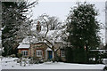 Holly in the snow