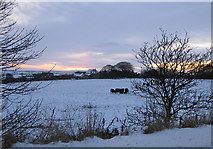 NZ1352 : Cattle in snow by Brooms Farm at sunset by Pauline E