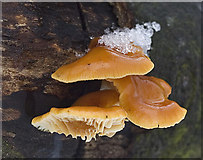 SD5201 : Velvet Shank fungus ( Flammulina velutipes ) by Gary Rogers