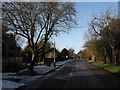 Winter trees in Tilehouse Road