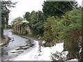 Gorse flowering in the snow