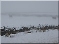 Ponies in the snow