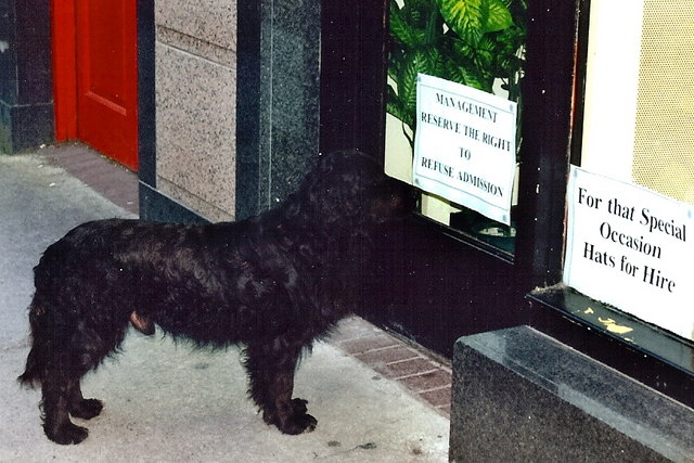 Tralee - Town dog reading sign on door of hat store