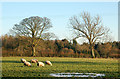 Sheep in a pasture south of Staverton