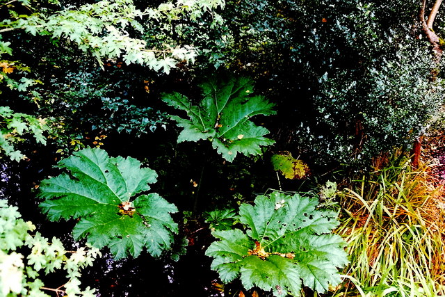 Blarney - Rock Close - Water Garden plants