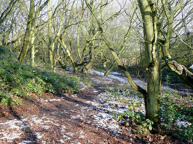 Footpath through woodland, Colton Hills, Wolverhampton