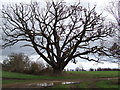 TL9179 : Old Oak Tree by Keith Evans