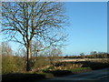 Tree and fields next to the A4103 at Lugg Bridge