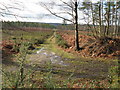 Track SW through plantation on Lavington Common