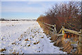 Hedgerow and fields beside the A15