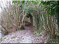 Footpath by the river