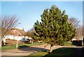 Fir Tree in Banning Vale