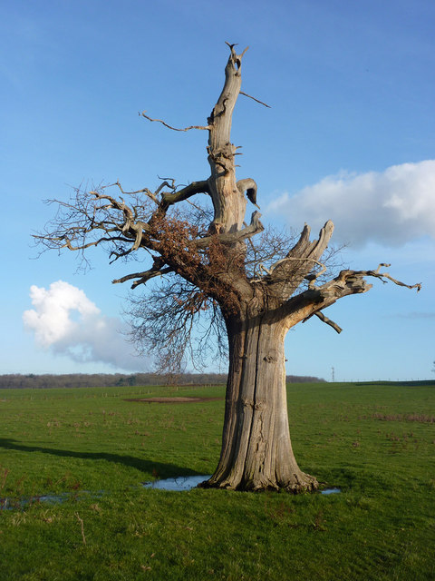 Old tree by Grove Drive © Andrew Hill cc-by-sa/2.0 :: Geograph Britain ...