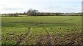 Field by Langley Cottage