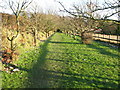 Avenue of trees guarding footpath at Upperton