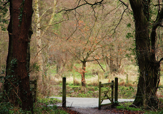 Gate and trees near Edenderry, Belfast
