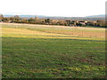 View across vineyard to Tillington