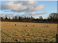 Sheep grazing in field west of Tillington