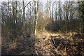 Wellesbourne Wood in Winter