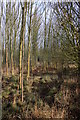 Wellesbourne Wood in Winter