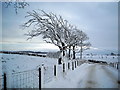 Wind Swept Trees in Winter