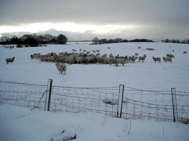 Hungry Sheep in Snowy Field