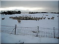 Hungry Sheep in Snowy Field