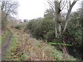 Tree in the canal