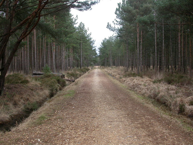 West Moors, forestry road