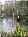 Bulrushes on the edge