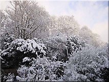 NY9363 : Winter wonderland by Joan Sykes