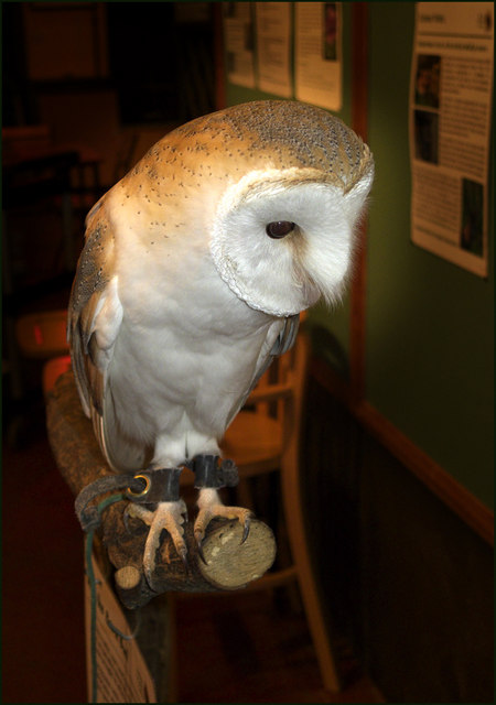 Milo, the Barn Owl that greets visitors to the Reception Area