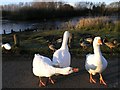 Duckpond just off Fairwood Lane