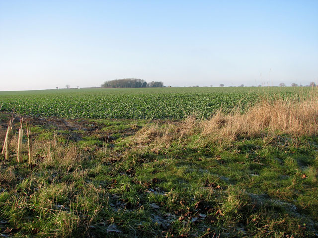 Oilseed rape crop in field west of Eastmoor Road