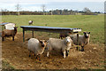 Sheep and feeders, Braunston