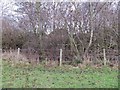 Houses beyond the hedge