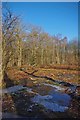 Clearing in Norsey Wood