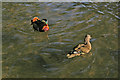 Mandarin Duck (Aix galericulata)