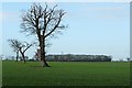 Farmland north of Wissett