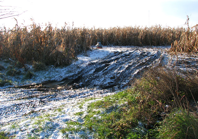 Game Bird Feeder In Maize Crop C Evelyn Simak Cc By Sa 2 0