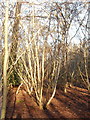 Hazel coppice ready for cutting, Black Park