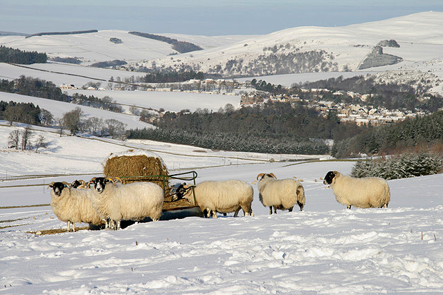 Sheep on Touting Birks Hill