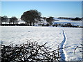 Tracks in the Snow