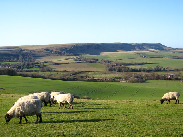 Sheep, Windover Hill