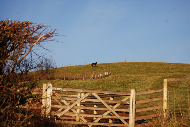 Horse on the hill by the road to Lower Roadwater