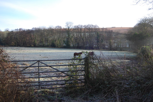 Gate & horse by the road to Lower Roadwater