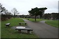 Seats and pine tree in Firth Park