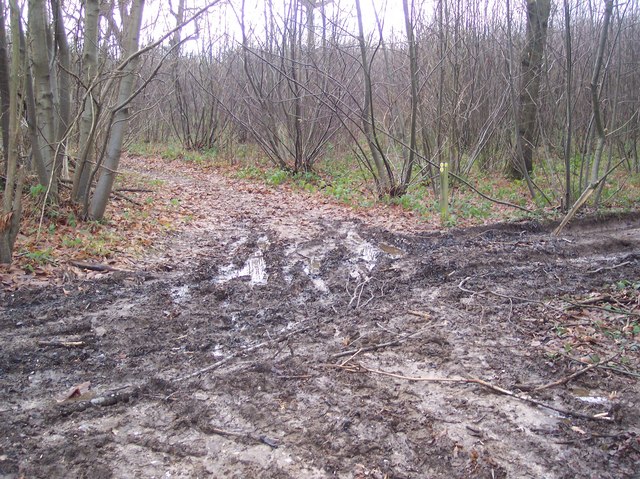 Footpath junction in Denge Wood