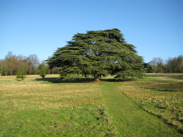 Watford: Cedar tree at The Grove