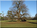 Cattle by big Oak on the Denne Park estate